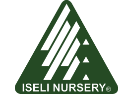 Iseli Nursery